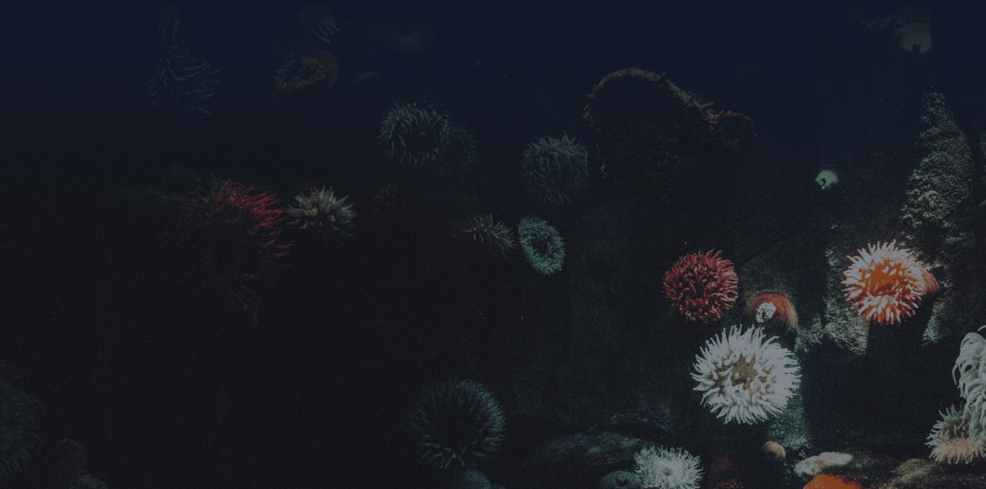 Colorful sea anemones on a dark ocean floor, used as the Legal page background